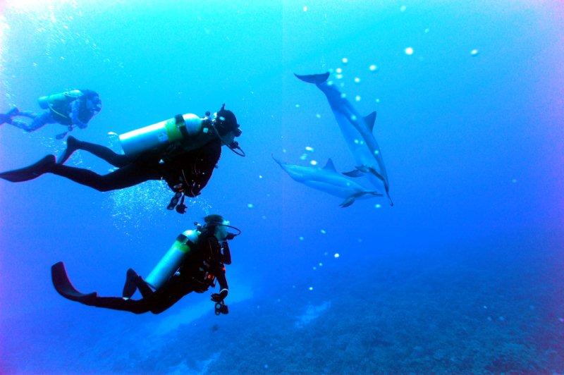 dolphins and divers